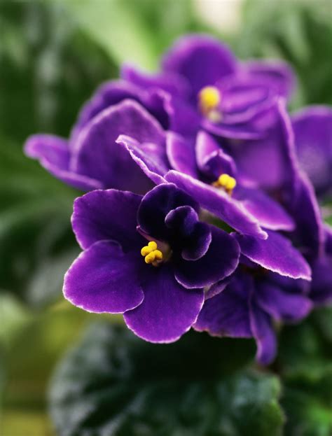 African Violets —growing Healthy Saintpaulia