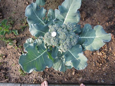 How To Pick Broccoli From Your Garden Learn How And When To Harvest