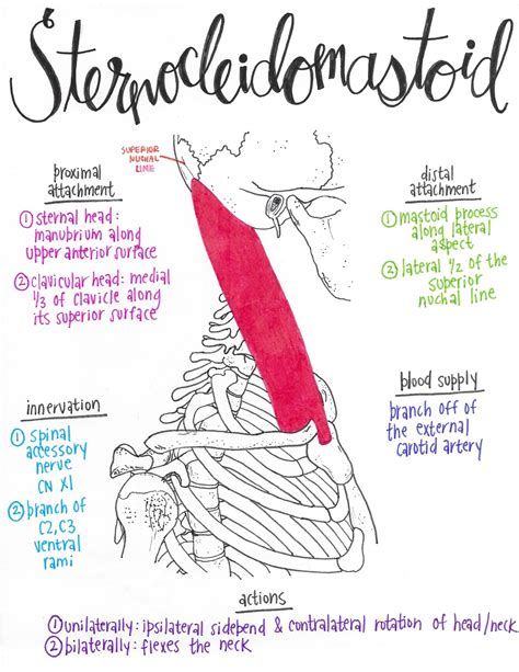 Sternocleidomastoid Gross Anatomy Human Body Anatomy Human Anatomy