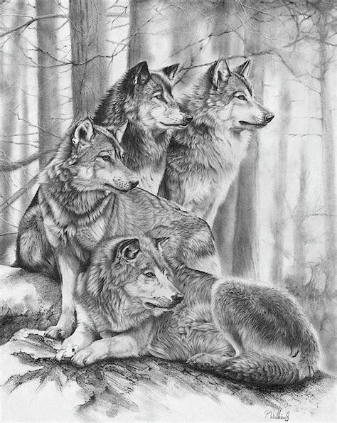 Wolf Pack Shower Curtain By Peter Williams Wolf Pack Tattoo Wolf