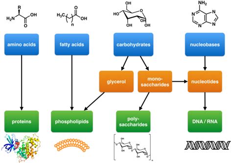 2 4b Types Of Biological Macromolecules Medicine Libretexts