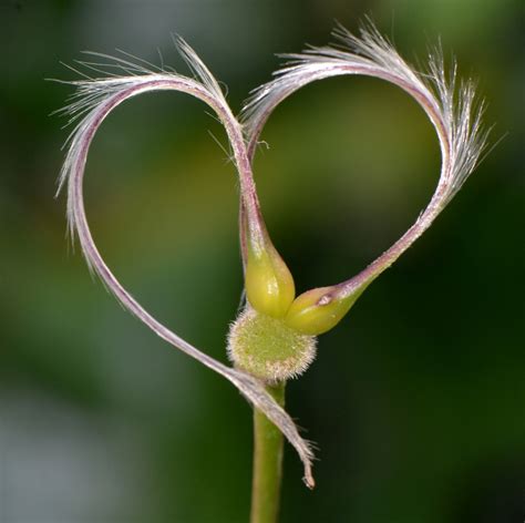 Free Images Nature Branch Leaf Flower Petal Heart Green