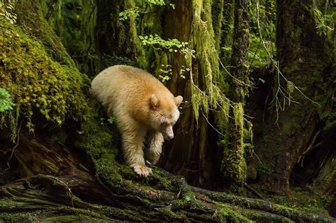 Kermode Bear Also Known As The Spirit Bear Pics