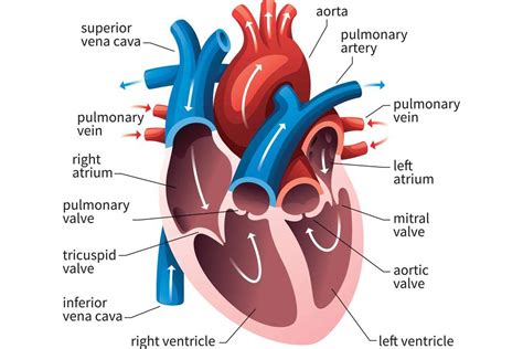 Buy Human Heart Circulatory System Diagram Chart Medical Educational