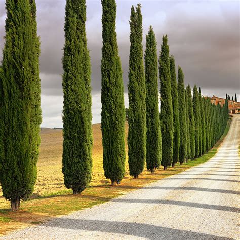 Italian Cypress For Sale Online The Tree Center