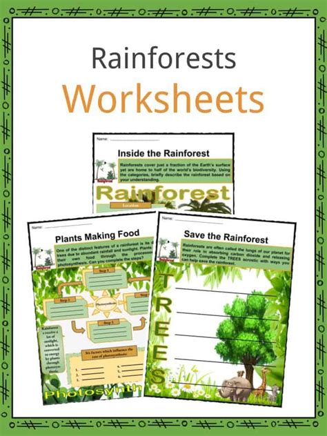 Forest Floor Layer Of The Rainforest Animals And Plants Worksheet