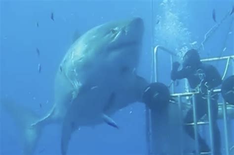 The Biggest Great White Shark In The World Ever Caught