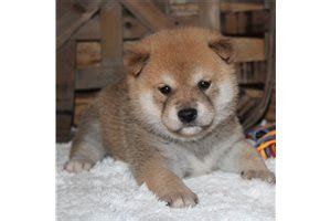 shiba inu puppies  sale  reputable dog breeders