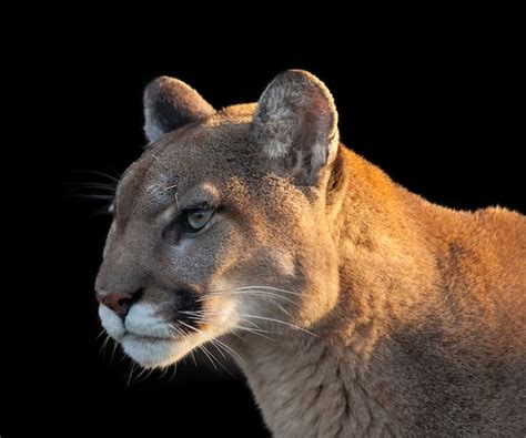 dead oregon hiker likely killed by cougar authorities say