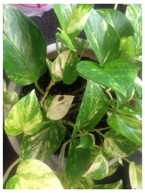 I'll always remember us this way. Dark Spots On Pothos' Leaves...What's Wrong? Please Help!