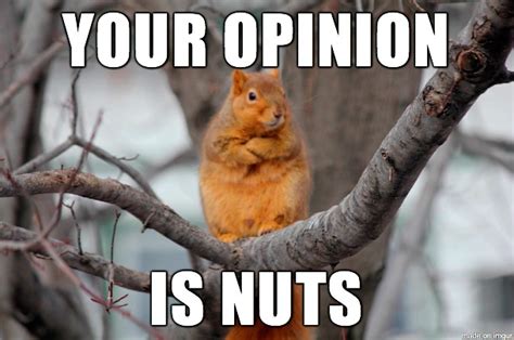 19 Funniest Squirrel Meme That Make You Smile Memesboy