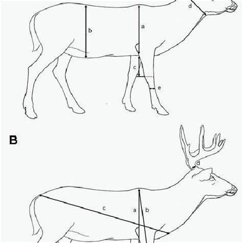 Pdf Estimating Age And Antler Traits Of Photographed Male White