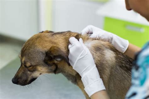 Melanoma In Dogs Symptoms Causes And Treatments Enterprise Vets
