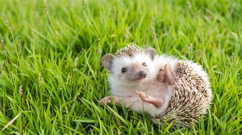Funny Hedgehogs Wallpapers High Quality Download Free