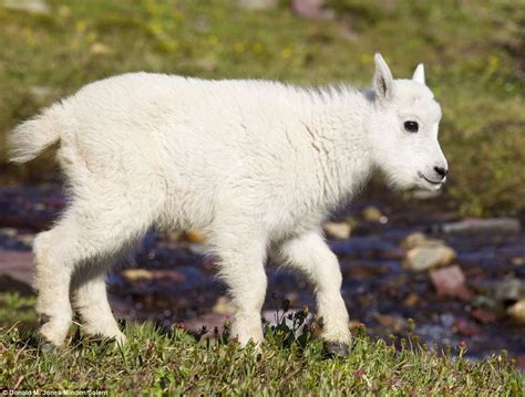 Baby Mountain Goat Hides From Her Mum And The Photographer Daily Mail