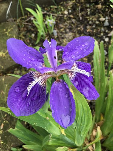 Japanese Roof Iris I Tectorum Blue Dancingdragonsiris