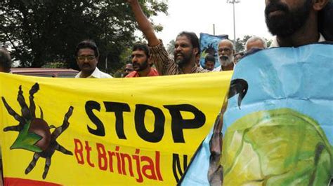 Kerala Govt Extends Support To Protest Against Bt Brinjal The Hindu