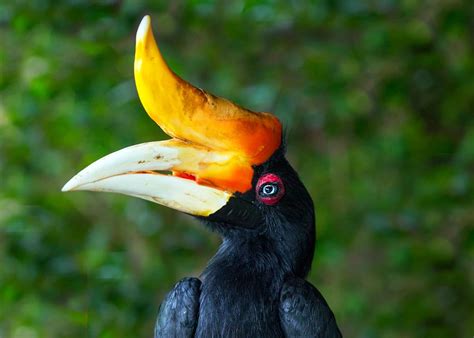 Exploring The Fascinating Realm Of Rare Birds Enchanting Visuals