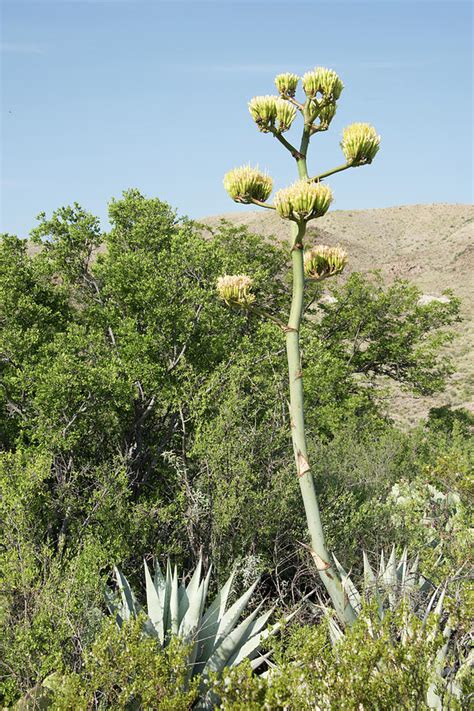 Chihuahuan Desert Plant Grouping Photograph By Jg Thompson Fine Art