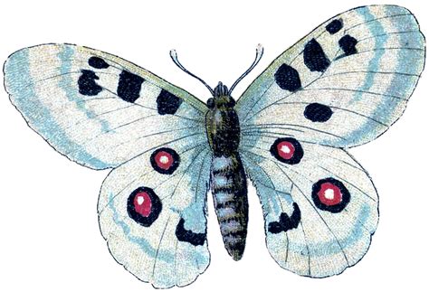 21_butterfly_wht_spot_graphicsfairy.png 1,800×1,229 pixels ...