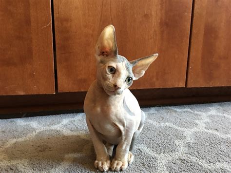 Sphynx Cat For Sale Mn