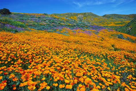 Serving the 21+ recreational and 18+ medicinal cannabis market. John Muir and a Sea of Wildflowers