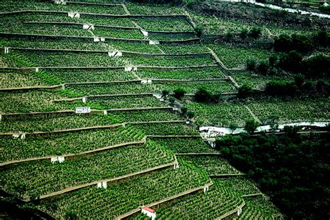 Cuáles son los mejores sistemas de plantación de viñedo en terrenos