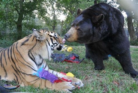 Lion Tiger And Bear Together For 15 Years Pictolic