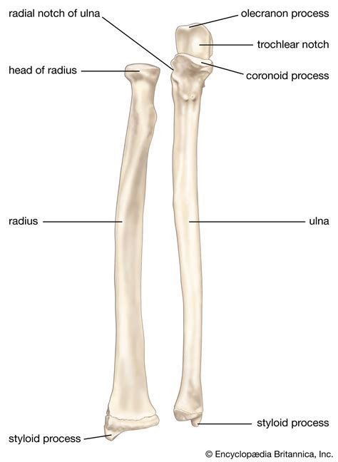 Ulna Radius Forearm And Bones Britannica
