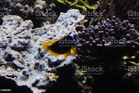 Underwater Coral Reef In Red Sea Stock Photo Download Image Now