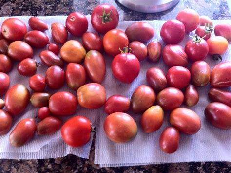 Russian Heirloom Tomato Harvest From A Veg Balcony Garden Growing