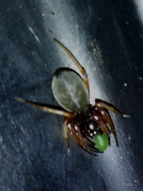 Trachelas Tranquillus Broad Faced Sac Spider In Nashua New Hampshire