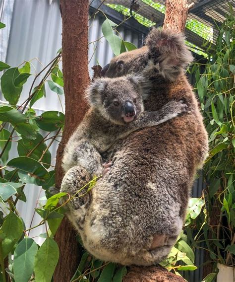 Currumbin Wildlife Hospital On Instagram Did You Know That Koalas