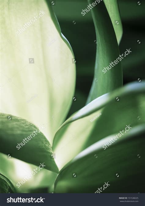 Closeup Tulip Leaves Stock Photo 151538225 Shutterstock