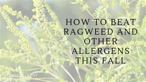How to Beat Ragweed and Other Allergens this Fall - St. Louis Allergy