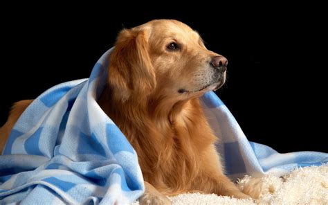 View and download golden retriever dog 4k ultra hd mobile wallpaper for free on your mobile follow the link below to download pure 4k ultra hd quality mobile wallpaper golden retriever dog. Golden Retriever Wallpaper (77+ images)