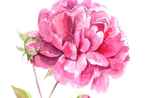 Watercolor Pink Peony Clip Art Print By TatiBordiu Watercolor