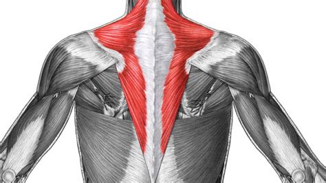 Trapezius Muscle How To Heal A Pulled Trapezius Muscle Youtube
