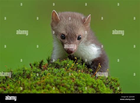 Beech Marten Martes Foina With Clear Green Background Stone Marten