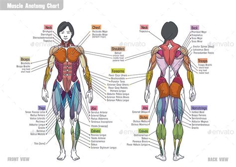 Women Muscle Anatomy Сhart Preview GraphicRiver Muscle anatomy