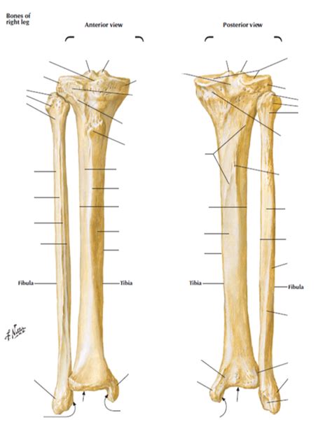 Skeletal Anatomy Lab Parts Of The Tibia And Fibula Diagram Quizlet My
