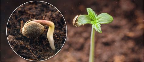 Maybe you would like to learn more about one of these? Learn how to germinate cannabis seeds successfully ...