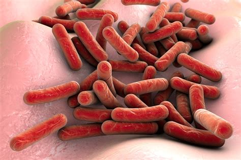 A type of bacteria called mycobacterium. Tuberculosis: Despite Progress, It's "Not Yet a Disease of ...