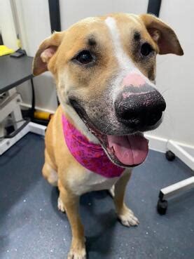 That's why we never use cages, kennel. Mobile Pet Grooming Miami Beach | Mobile Dog Grooming ...
