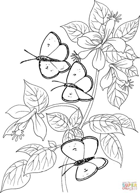 Three Butterflies Coloring Page Free Printable Coloring Pages