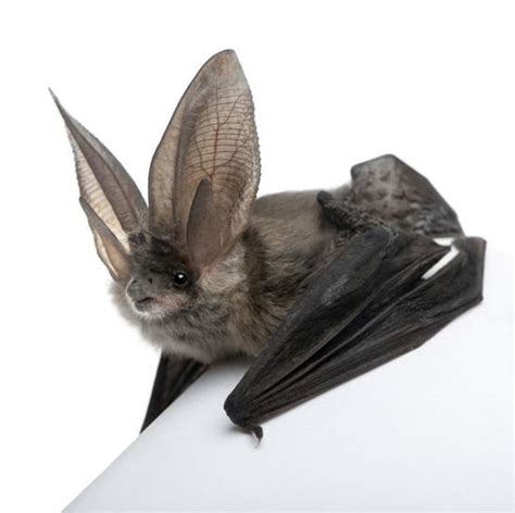 Virginia Big Eared Bat Alchetron The Free Social Encyclopedia