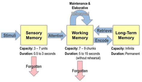 How Our Memory Works What Is Information Processing Theory