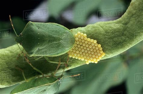 Southern Green Stink Bug Nezara Viridula Female Laying Eggs