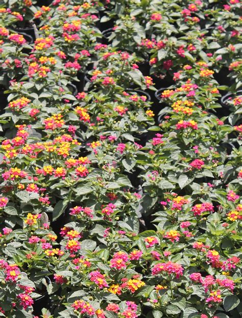 It can easily be grown in full sunlight or partial shade. Try Dwarf Lantana for a Summer and Fall Blooming Perennial ...