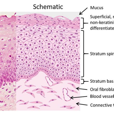 Buccal Mucosa Anatomy